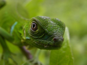 Jeune iguane vert (Iguana iguana) 